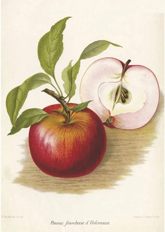 Affiche vintage - Fruits – Affiche – A3 - Image 1