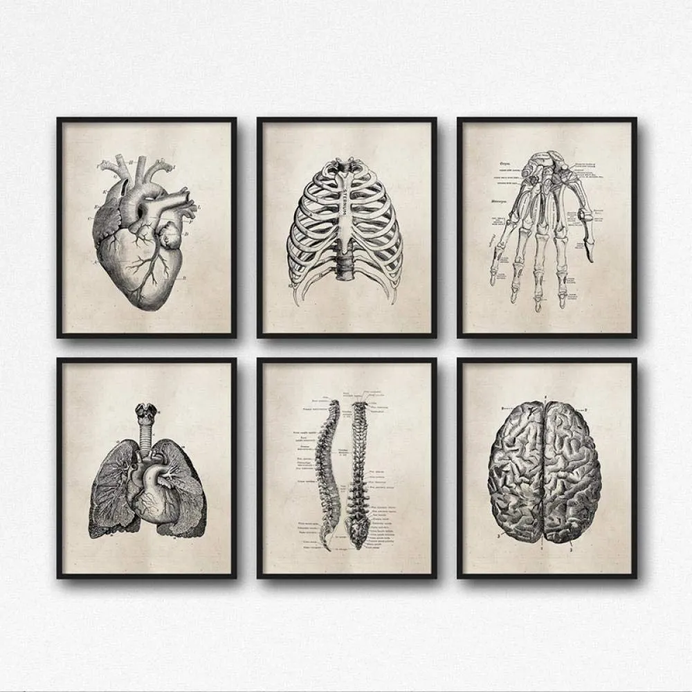Affiche vintage - QZROOM Anatomie Humaine Science