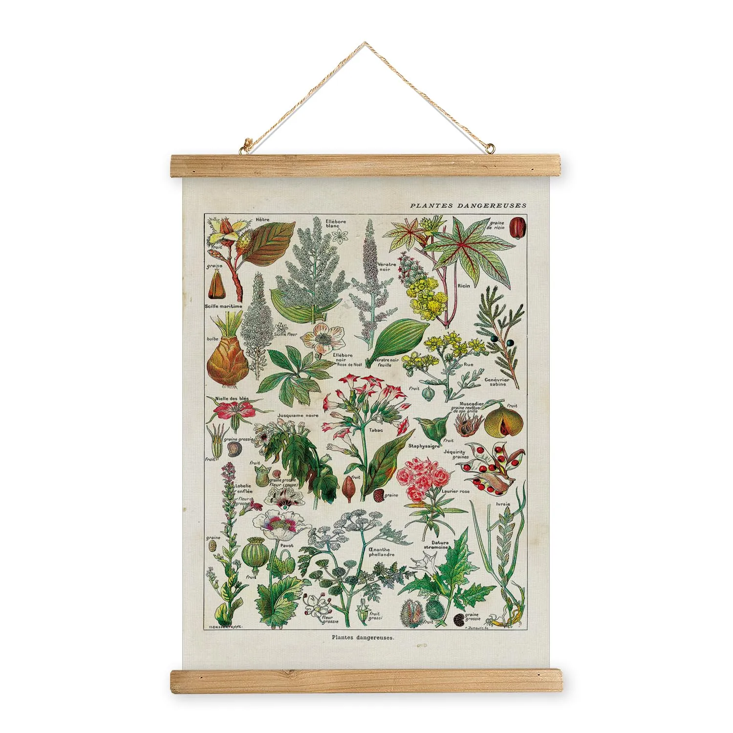 Affiche vintage - Botanique – XIAOAIKA – 40×58 cm - Image 1