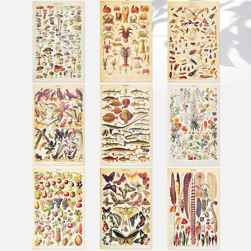 Affiche vintage - Botanique – CODIRATO 9 PCS – 30×20 cm - Image 1