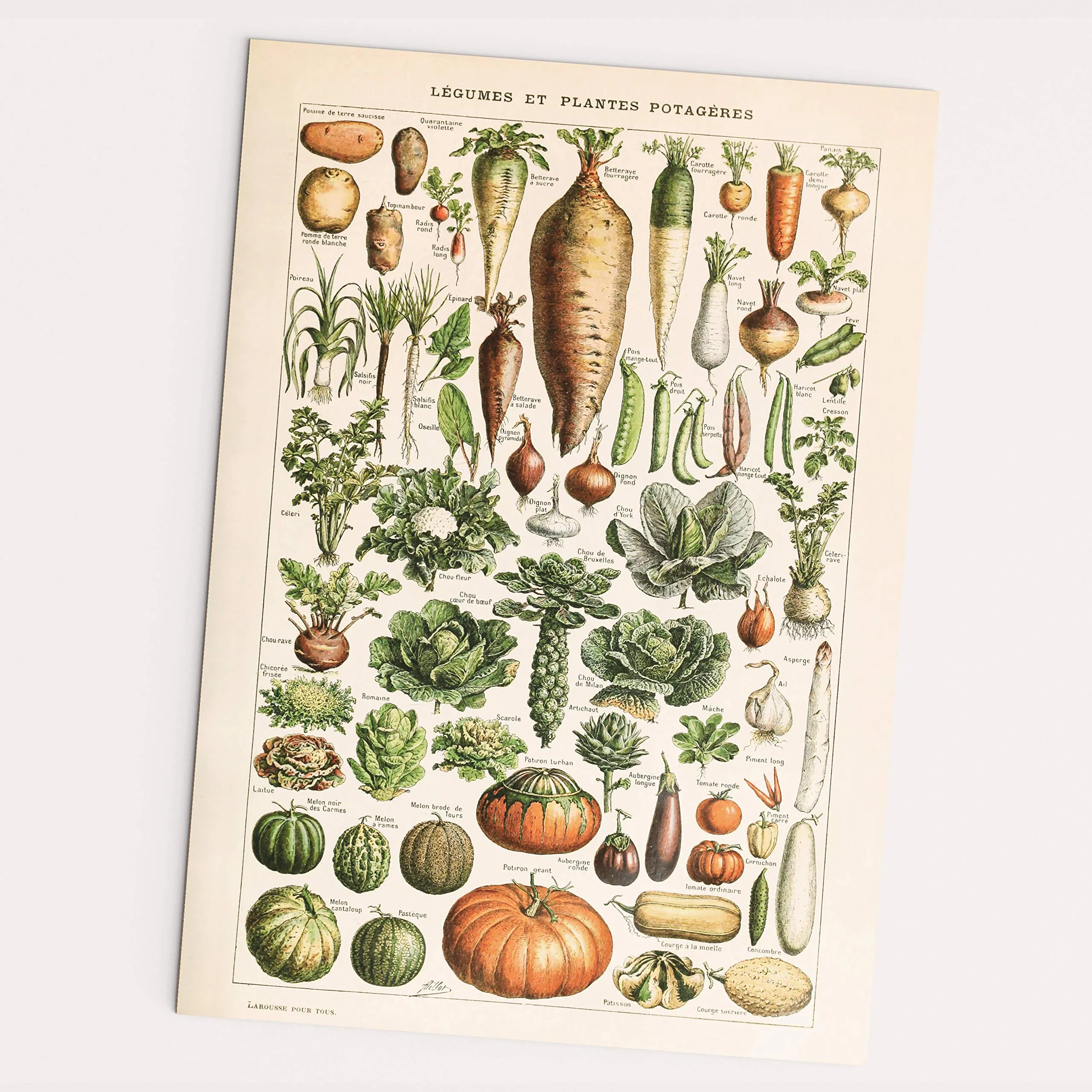 Affiche vintage - LÉGUMES – LÉGUMES et PLANTES POTAGÈRES – 30×40 cm - Image 1