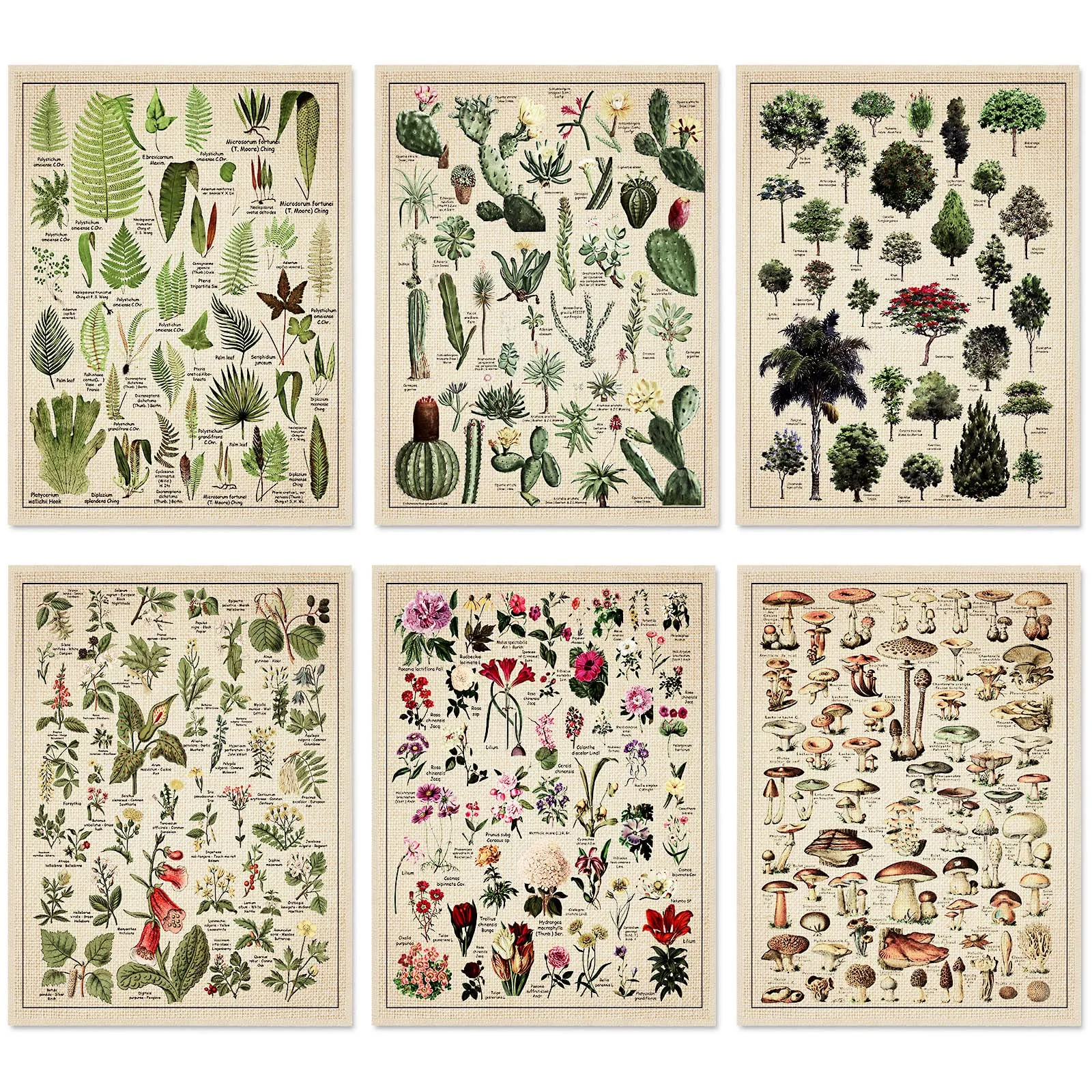 Affiche vintage - Cactus – Lot - Image 1