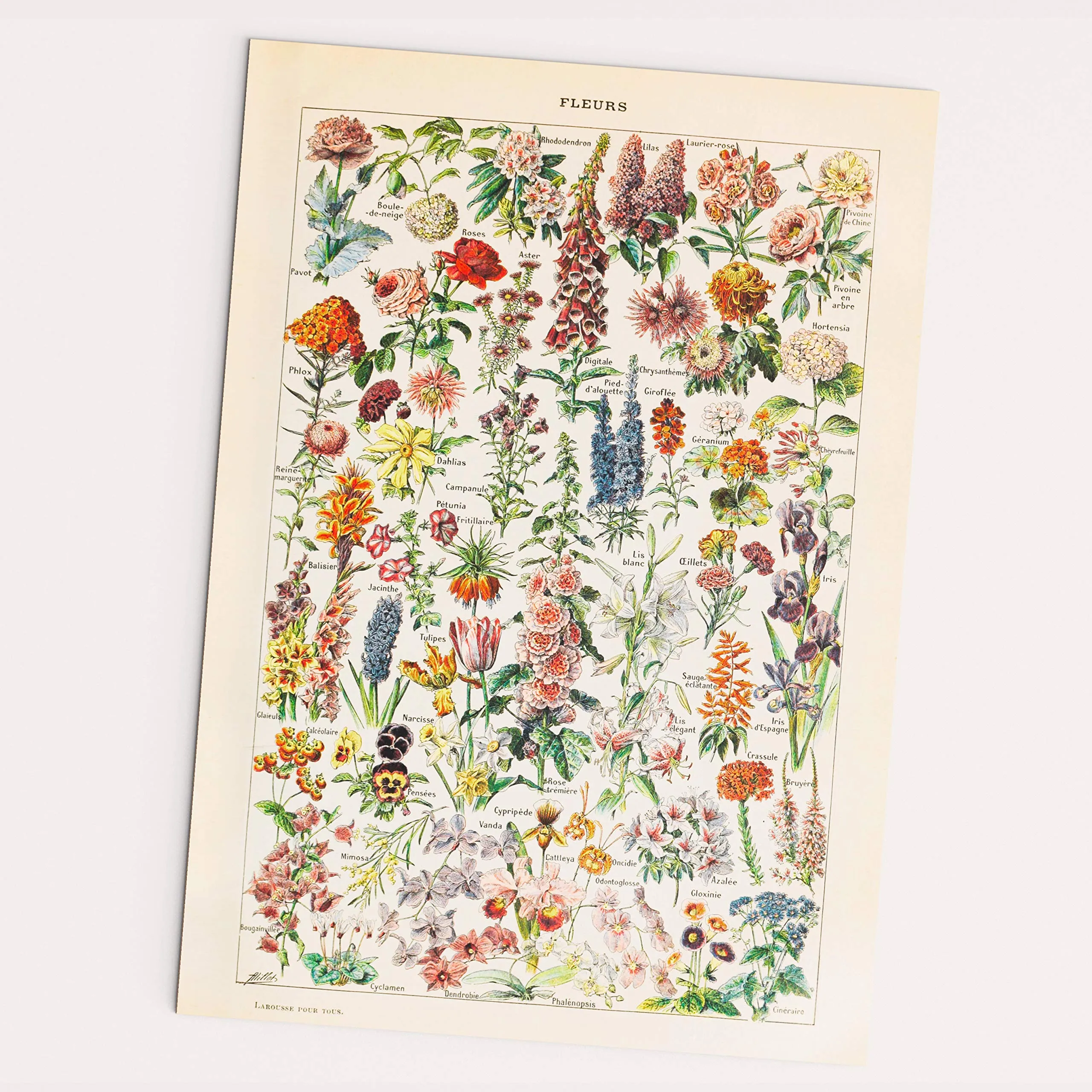 Affiche vintage - Fleurs – Fleurs – A2