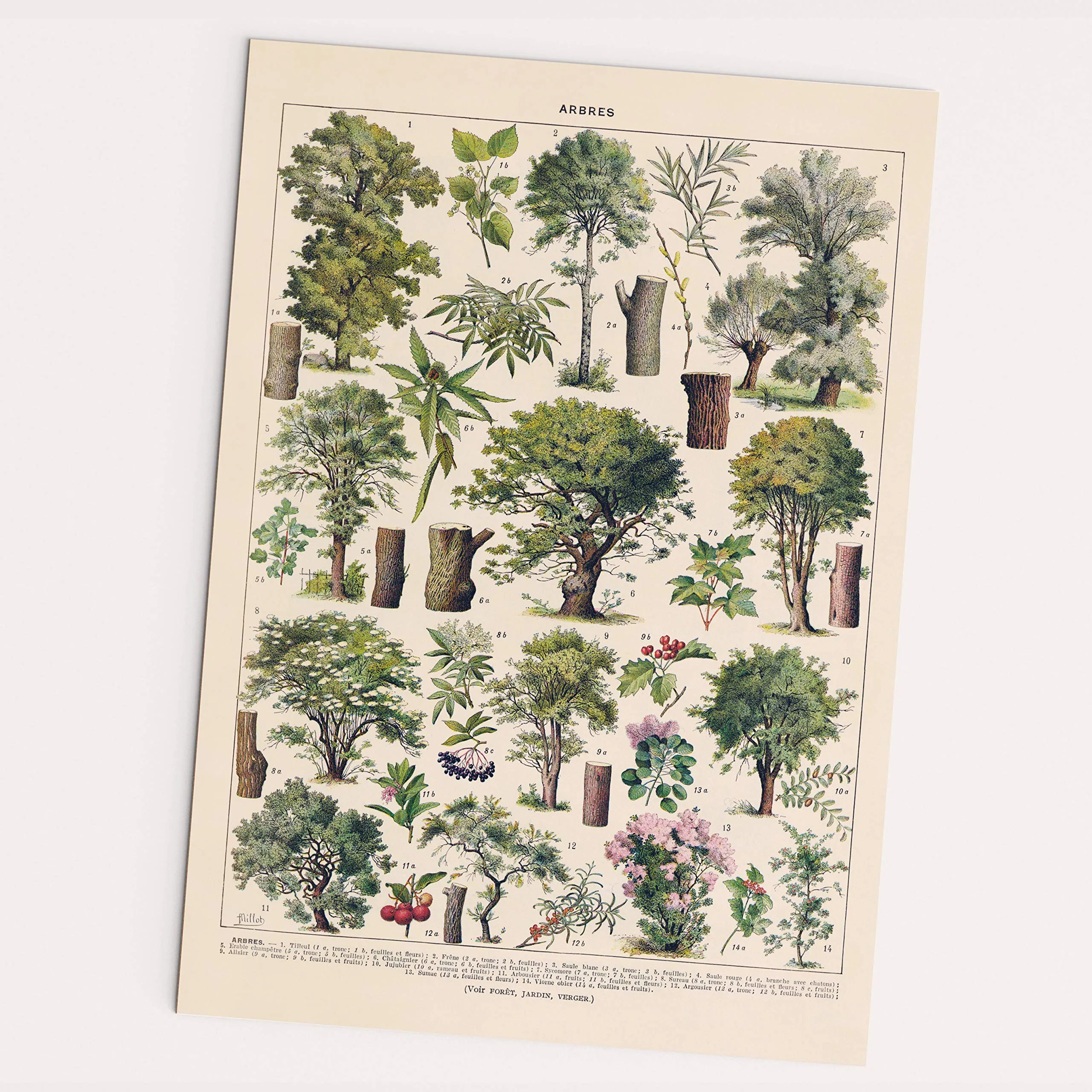 Affiche vintage - Arbres – Arbres – 30×40 cm - Image 1